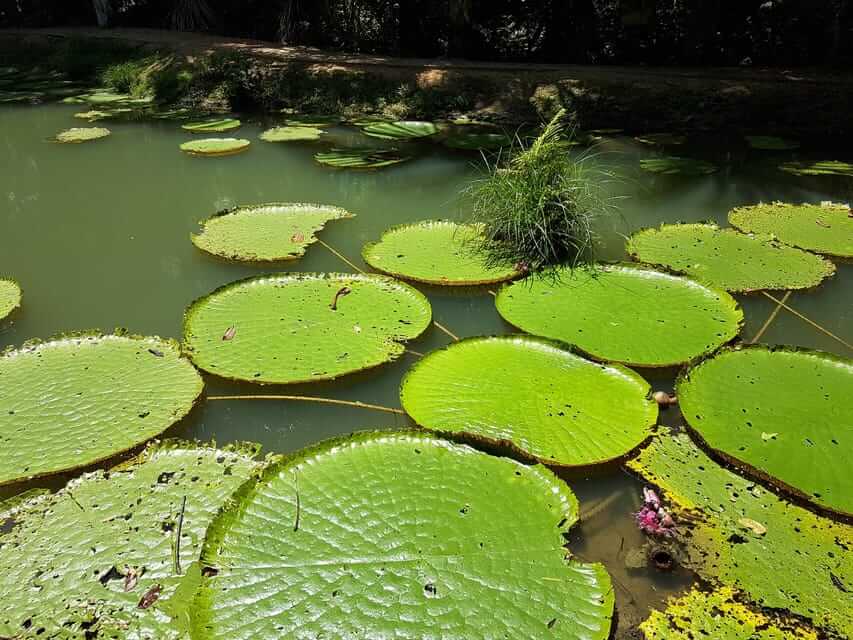 Tour na Floresta Amazônica