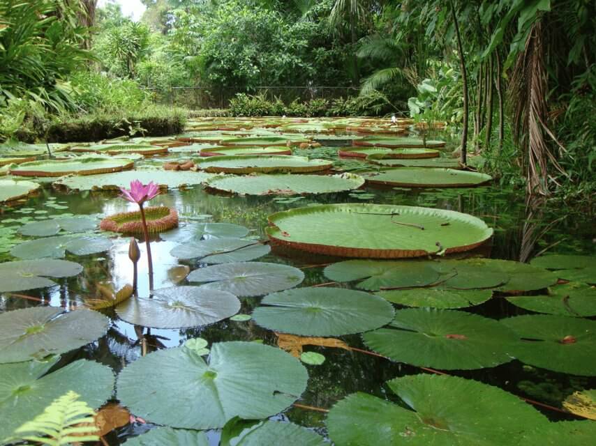 Tour na Floresta Amazônica