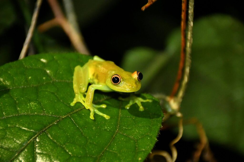 Como ficar seguro na Floresta Amazônica