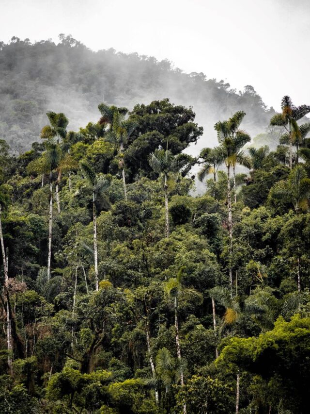 5 fatos incríveis sobre a Floresta Amazônica
