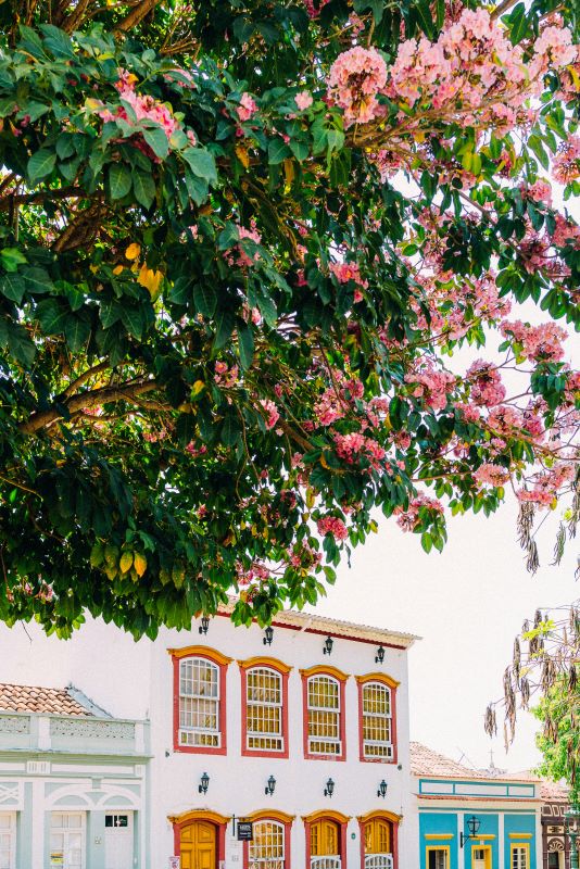 Primavera no Brasil: clima, melhores destinos e o que ver na estação mais florida do ano