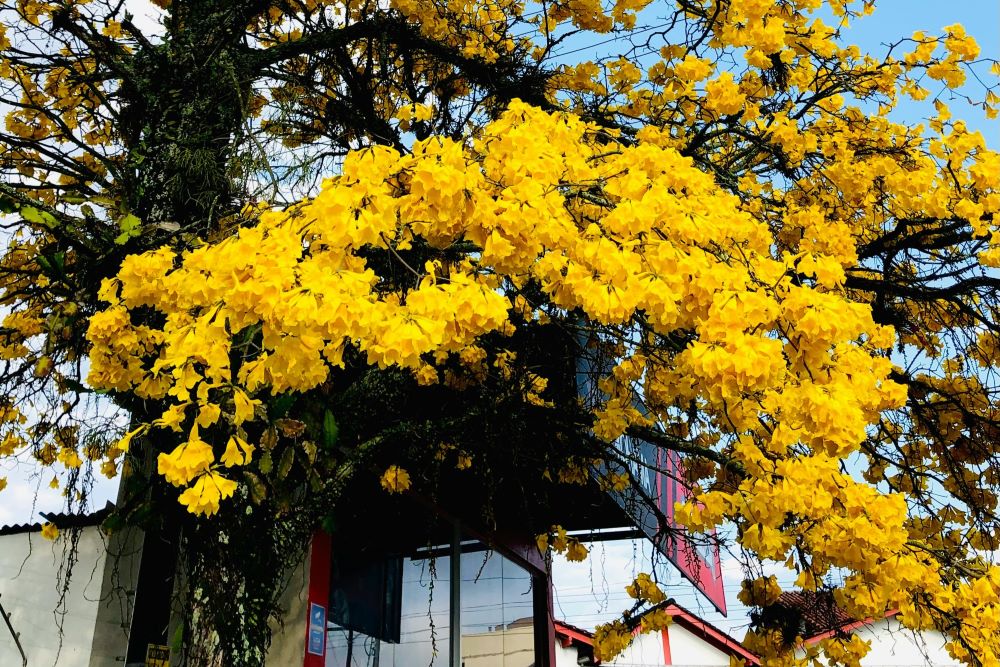 Primavera no Brasil: clima, melhores destinos e o que ver na estação mais florida do ano