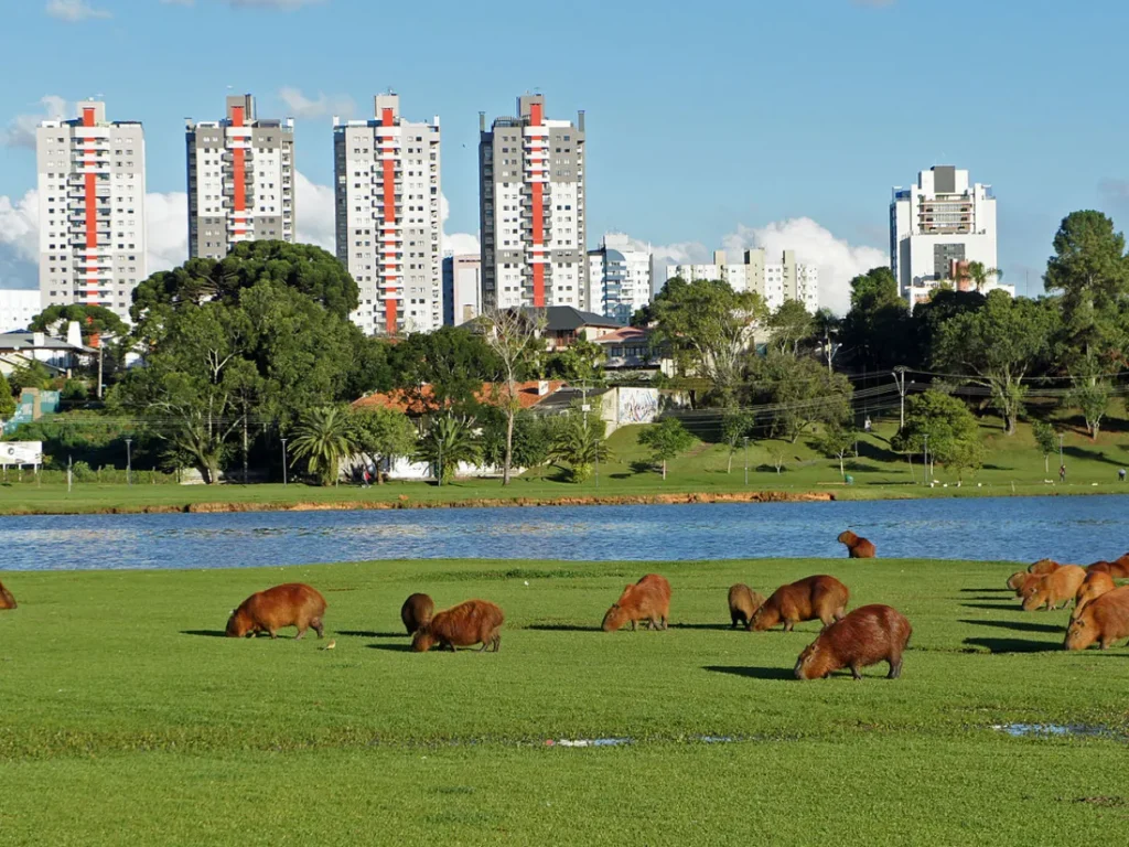 Curitiba ou São Paulo? Qual é o melhor?